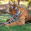 Wildlife Tour